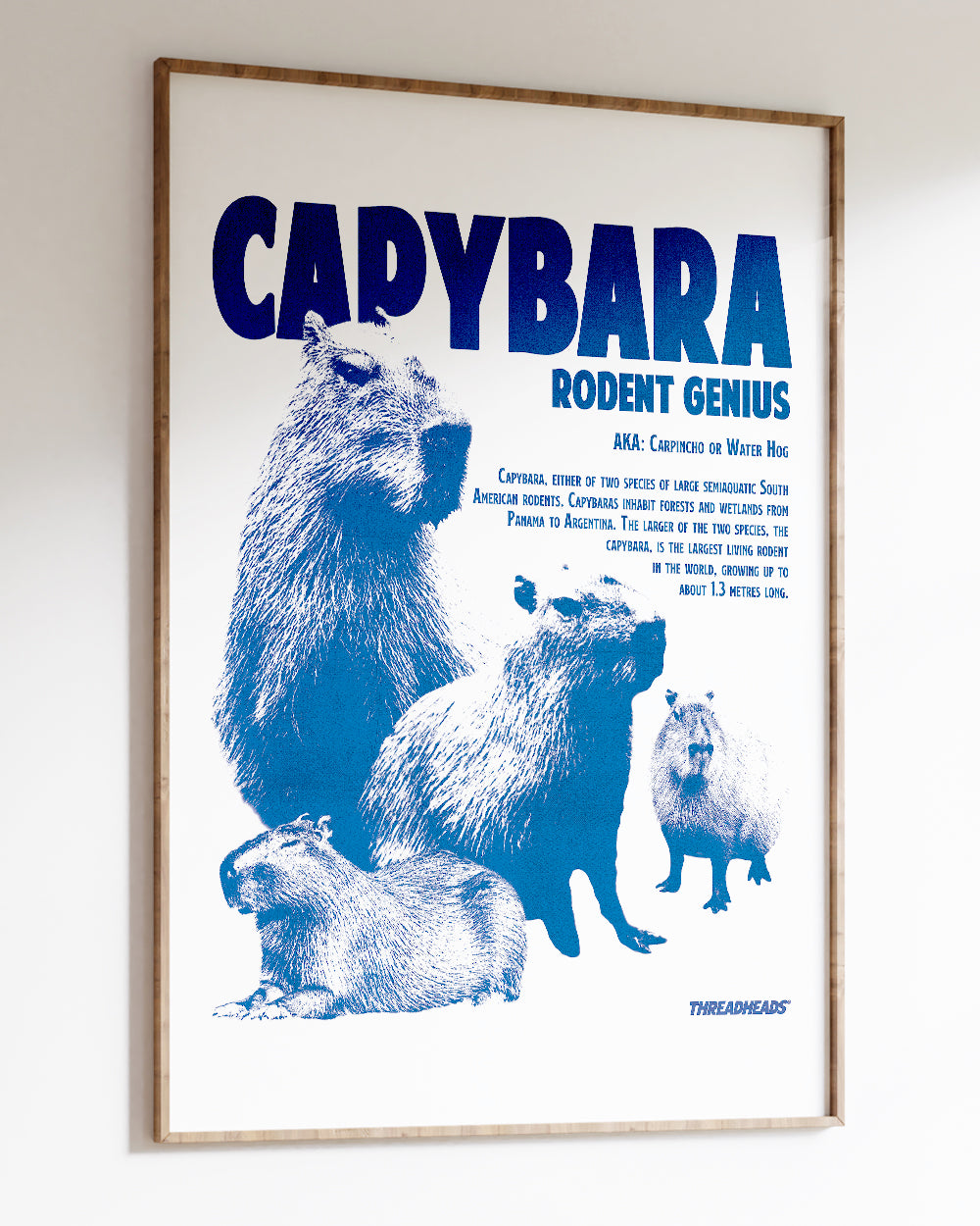 Capybara Rodent Genius Art Print Australia Online